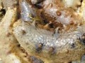 海参哥最新爆料图片大全,图片大全揭秘幕后真相